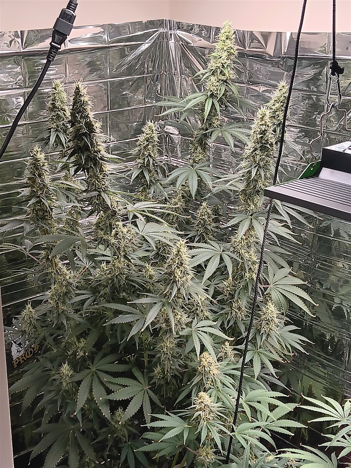 Featured Plant Image