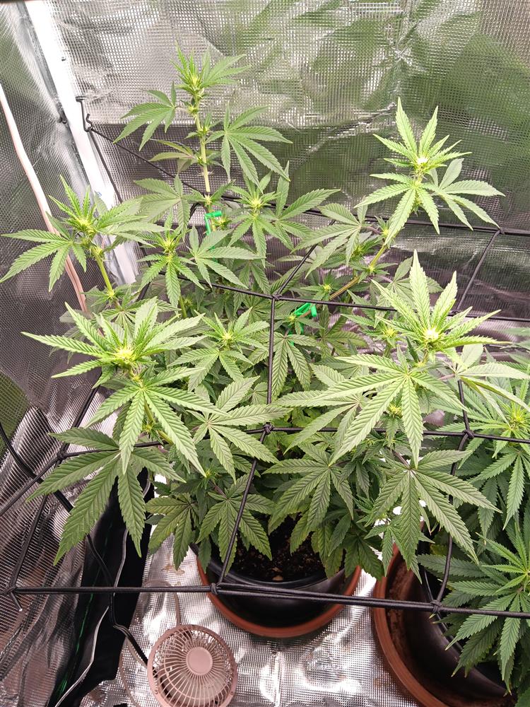 Featured Plant Image