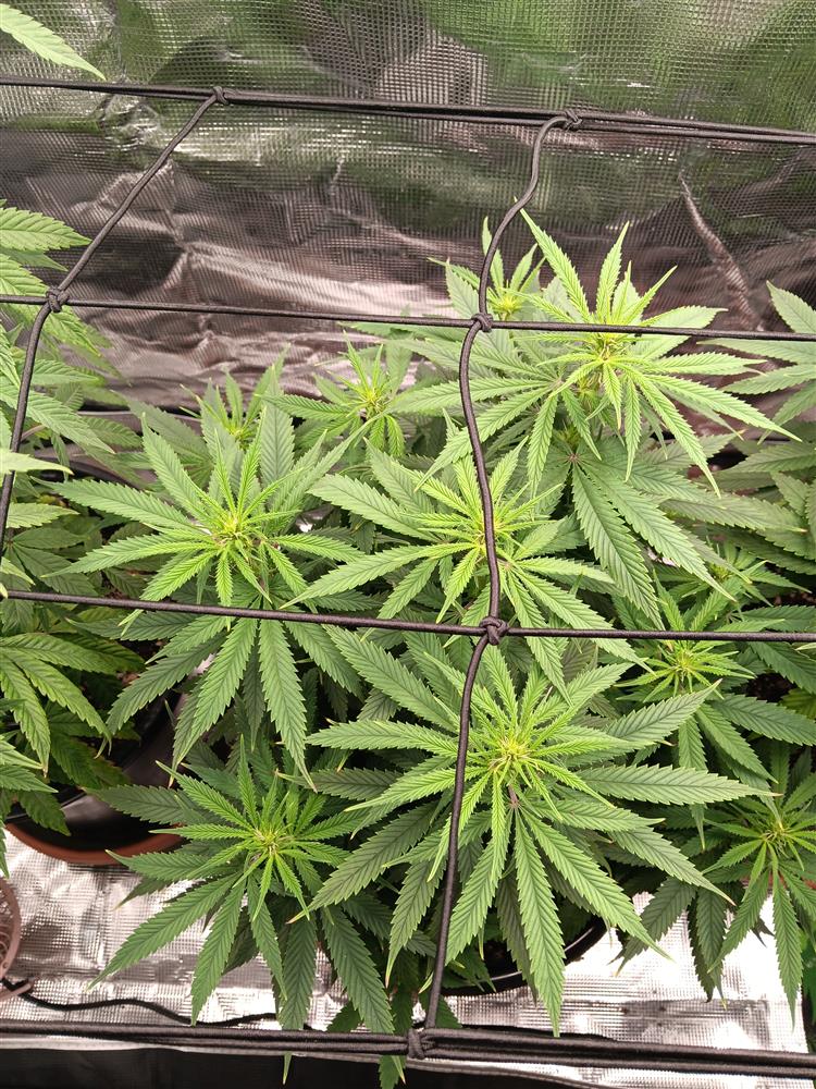 Featured Plant Image