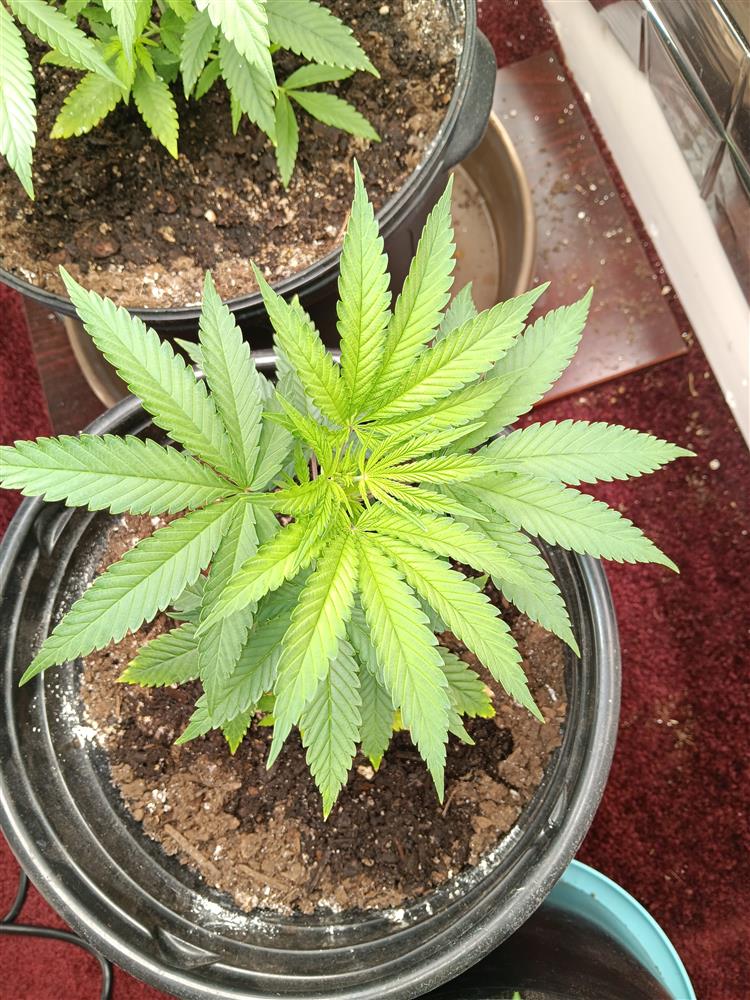 Featured Plant Image