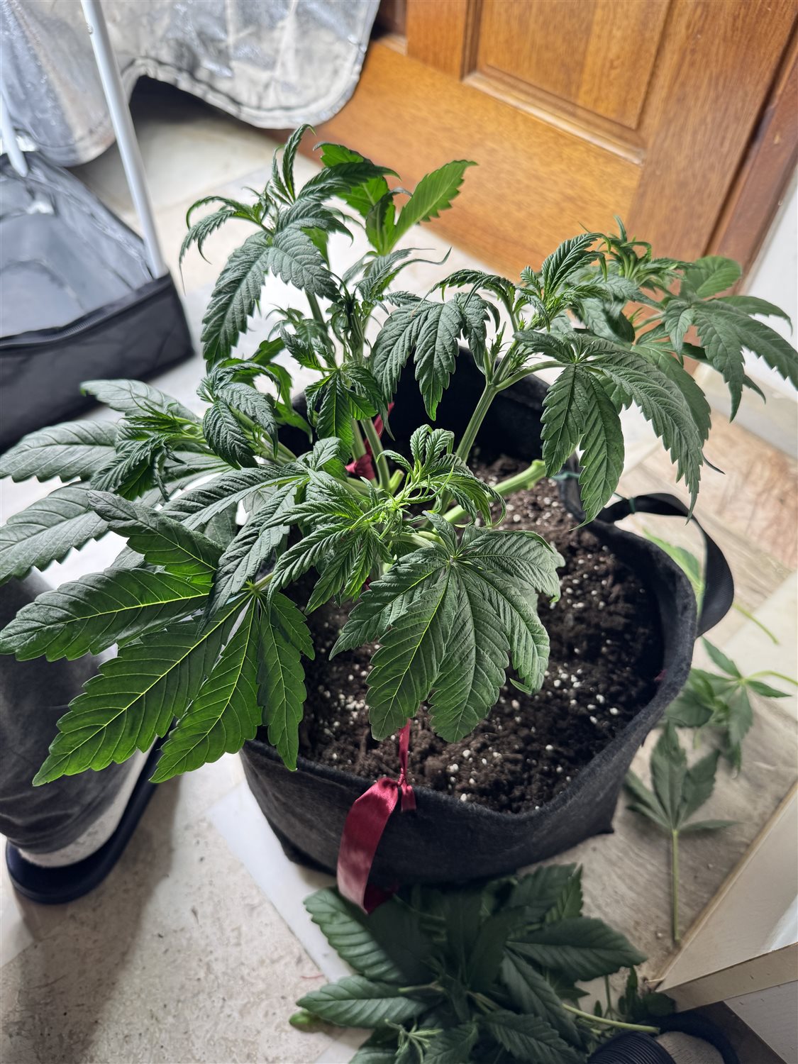 Featured Plant Image