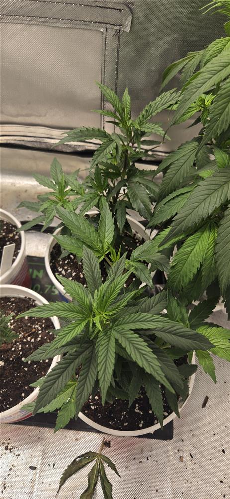 Featured Plant Image