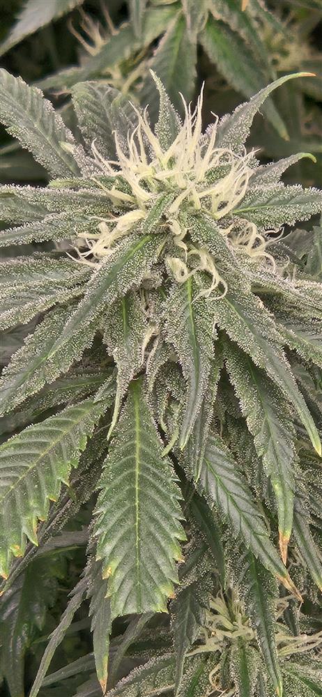 Featured Plant Image