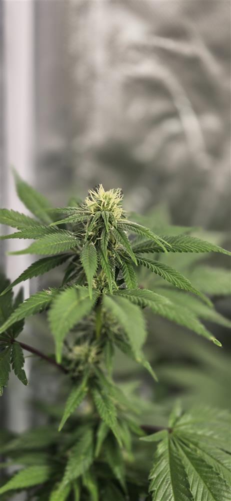 Featured Plant Image