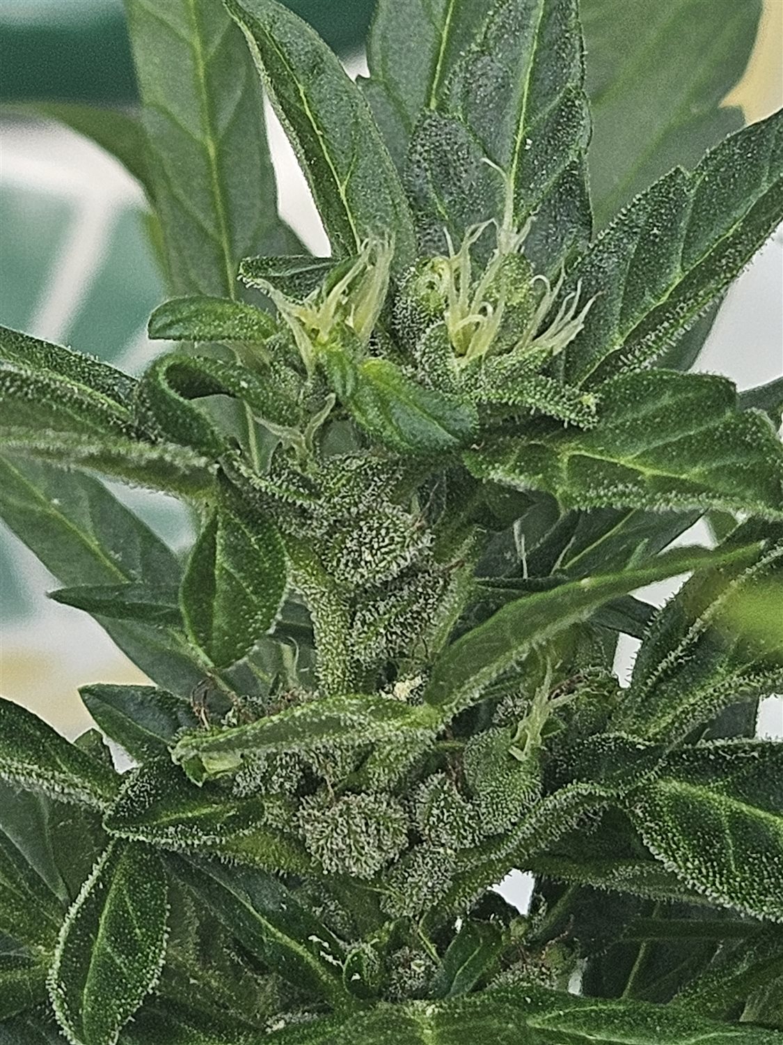 Apple Fritter plant photo