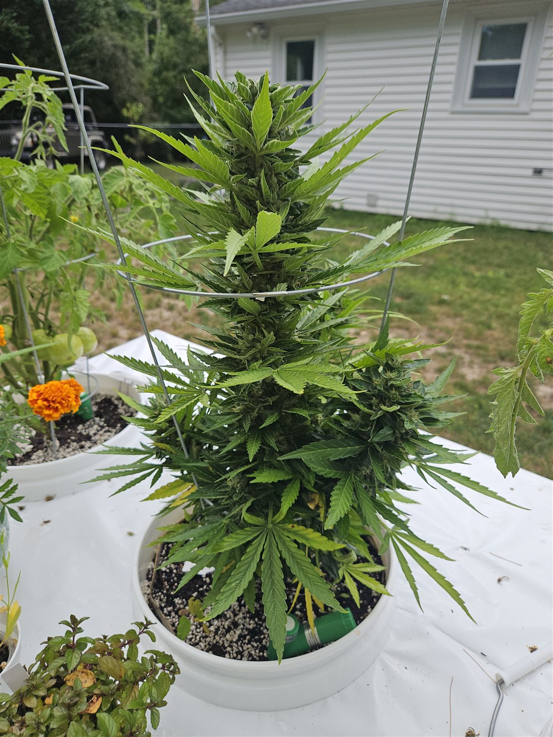 Apple Fritter plant photo