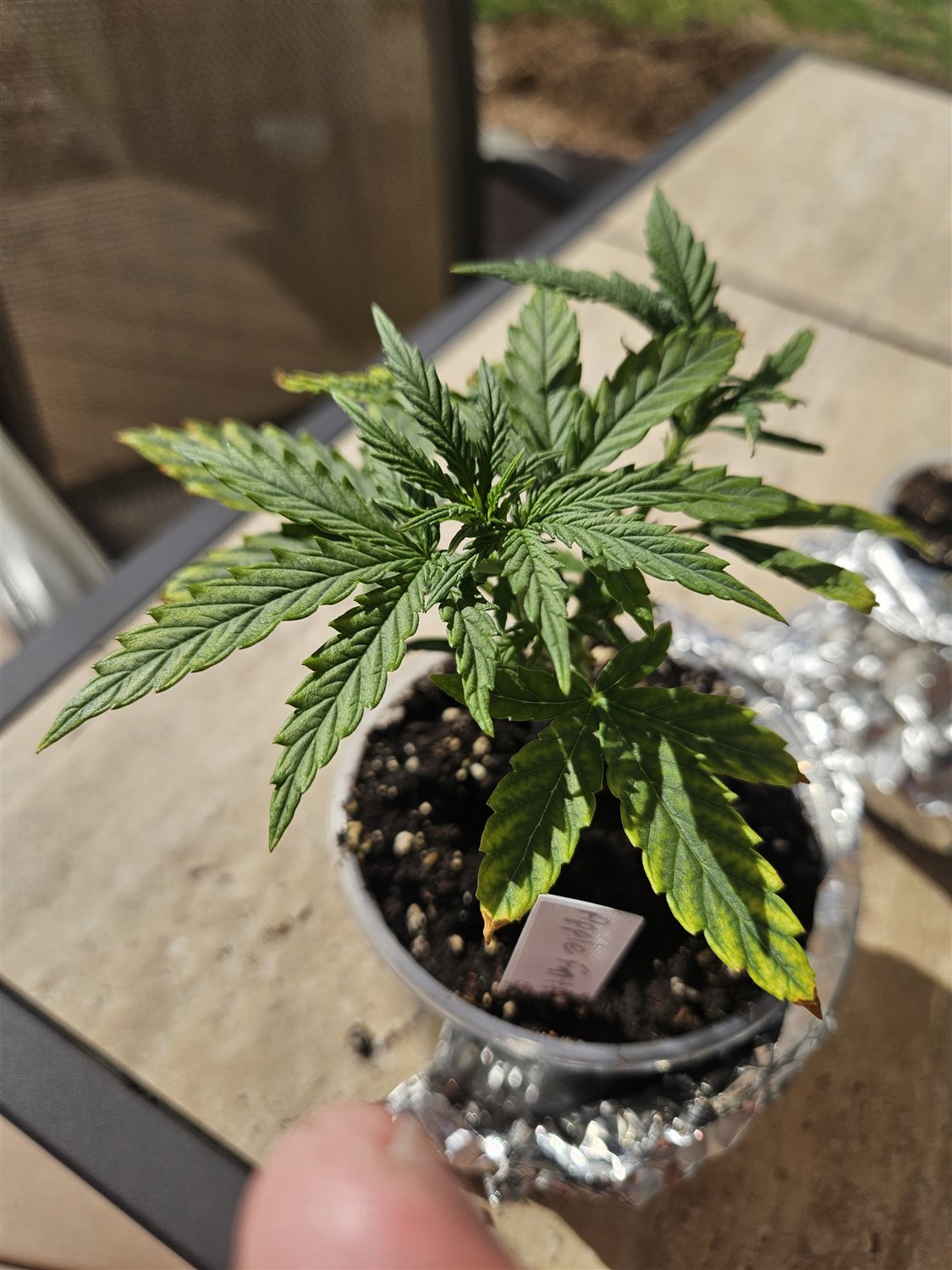 Featured Plant Image