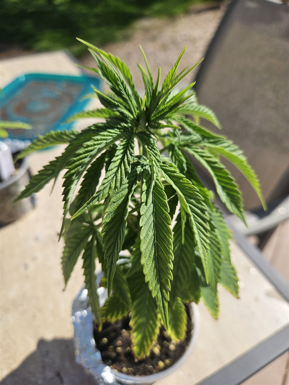 Featured Plant Image