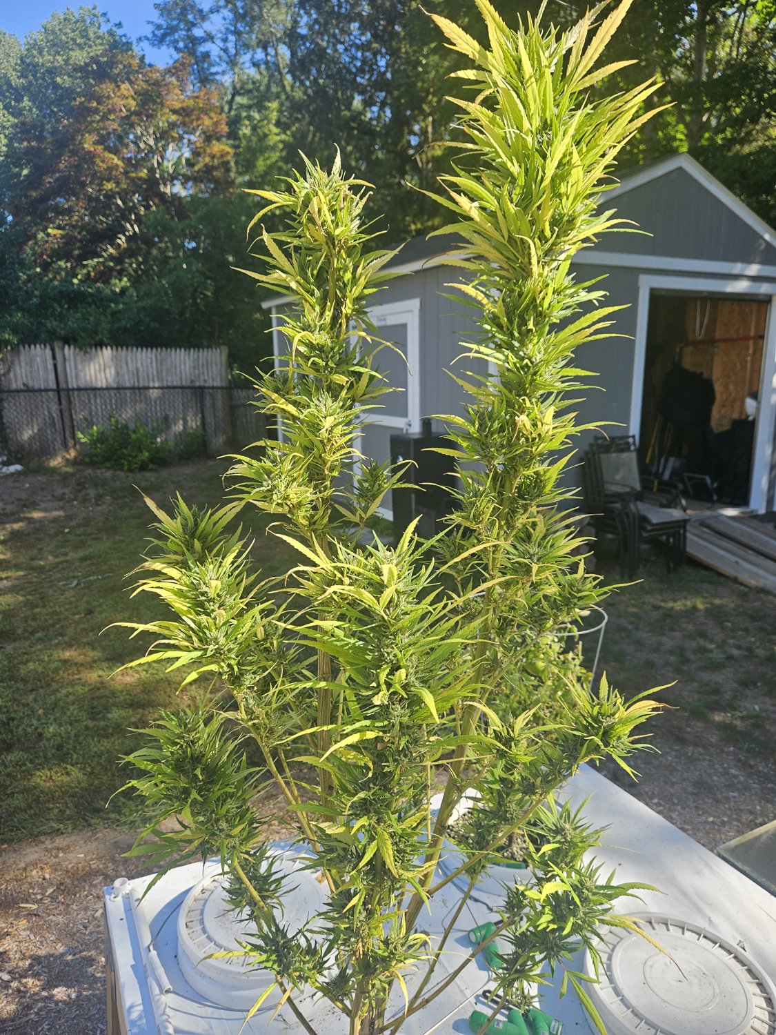 Godfather OG plant photo