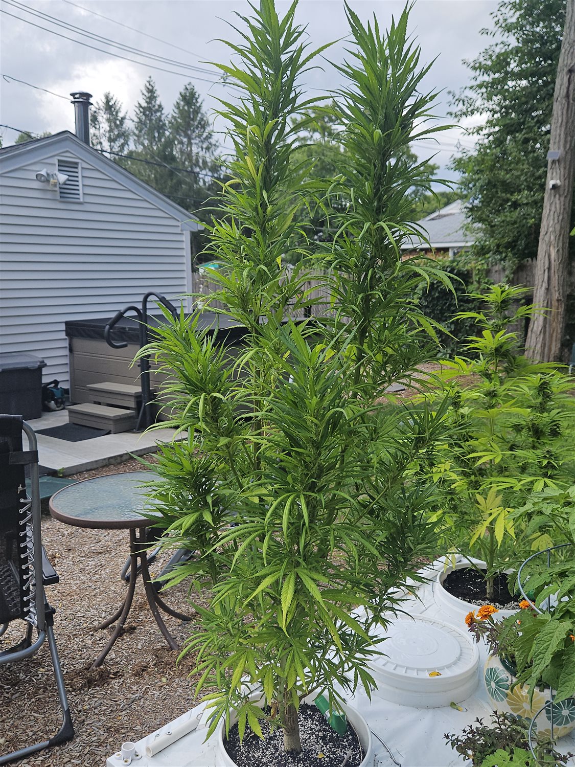 Godfather OG plant photo