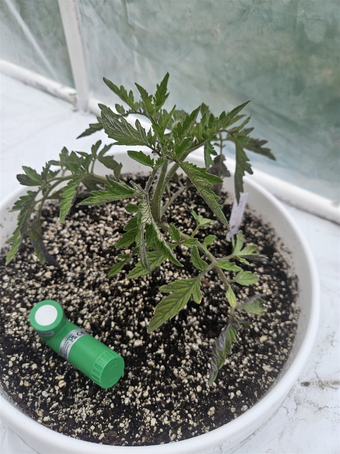 Featured Plant Image