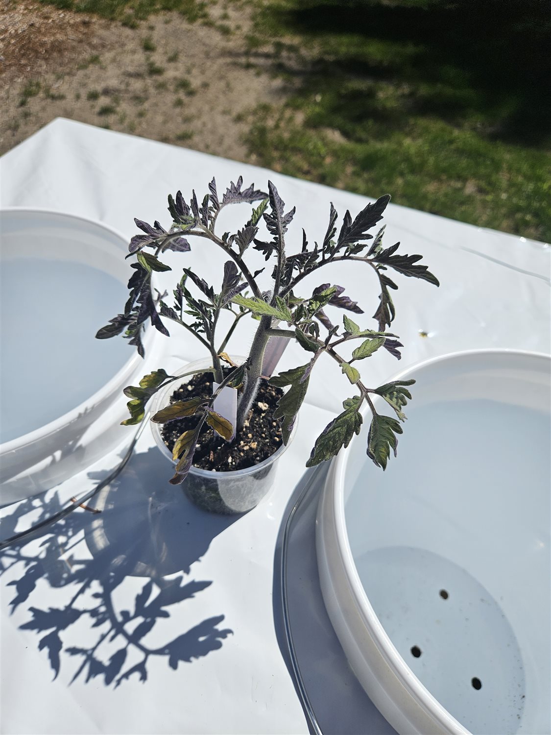 Plant Image