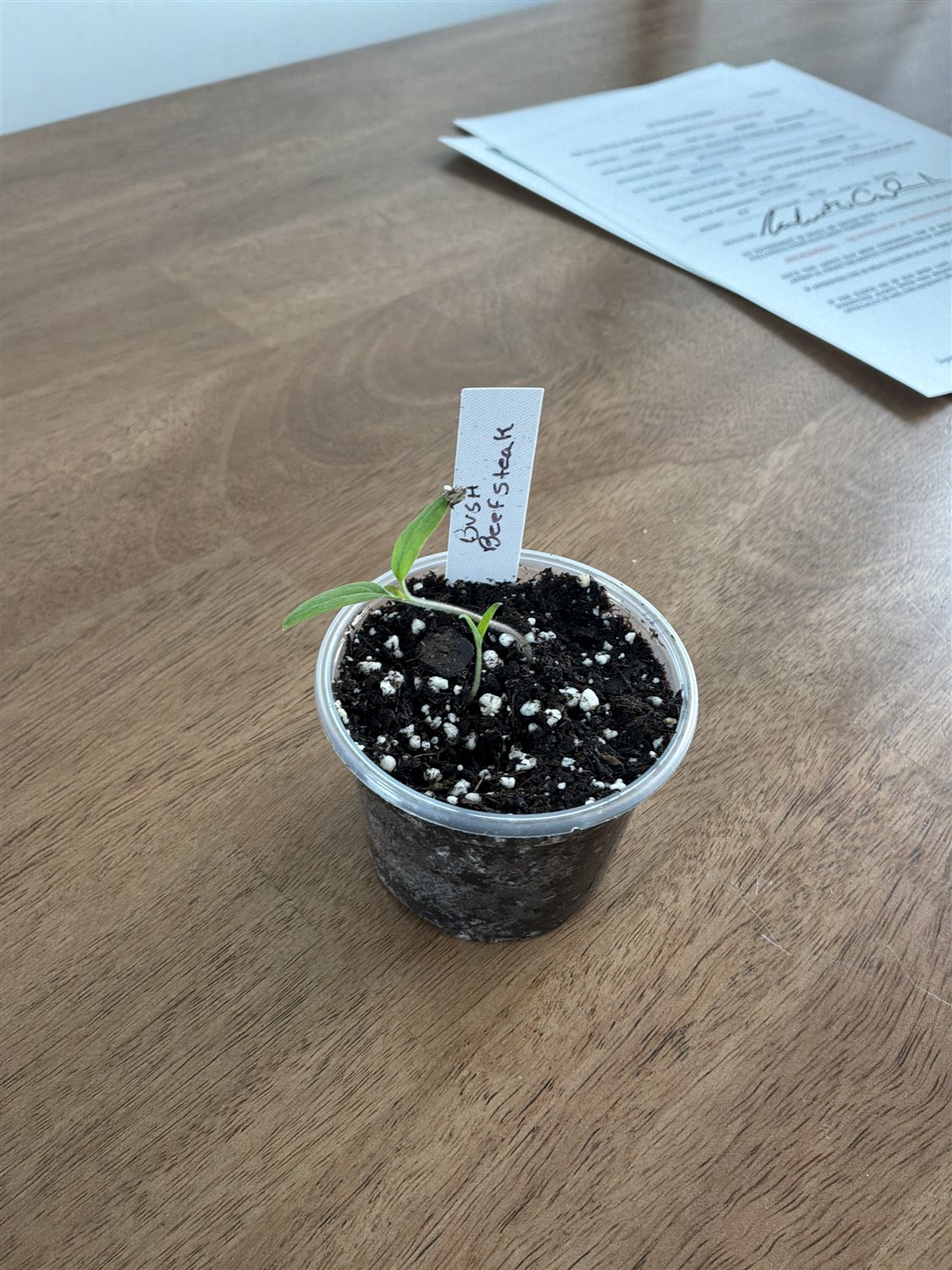 Plant Image