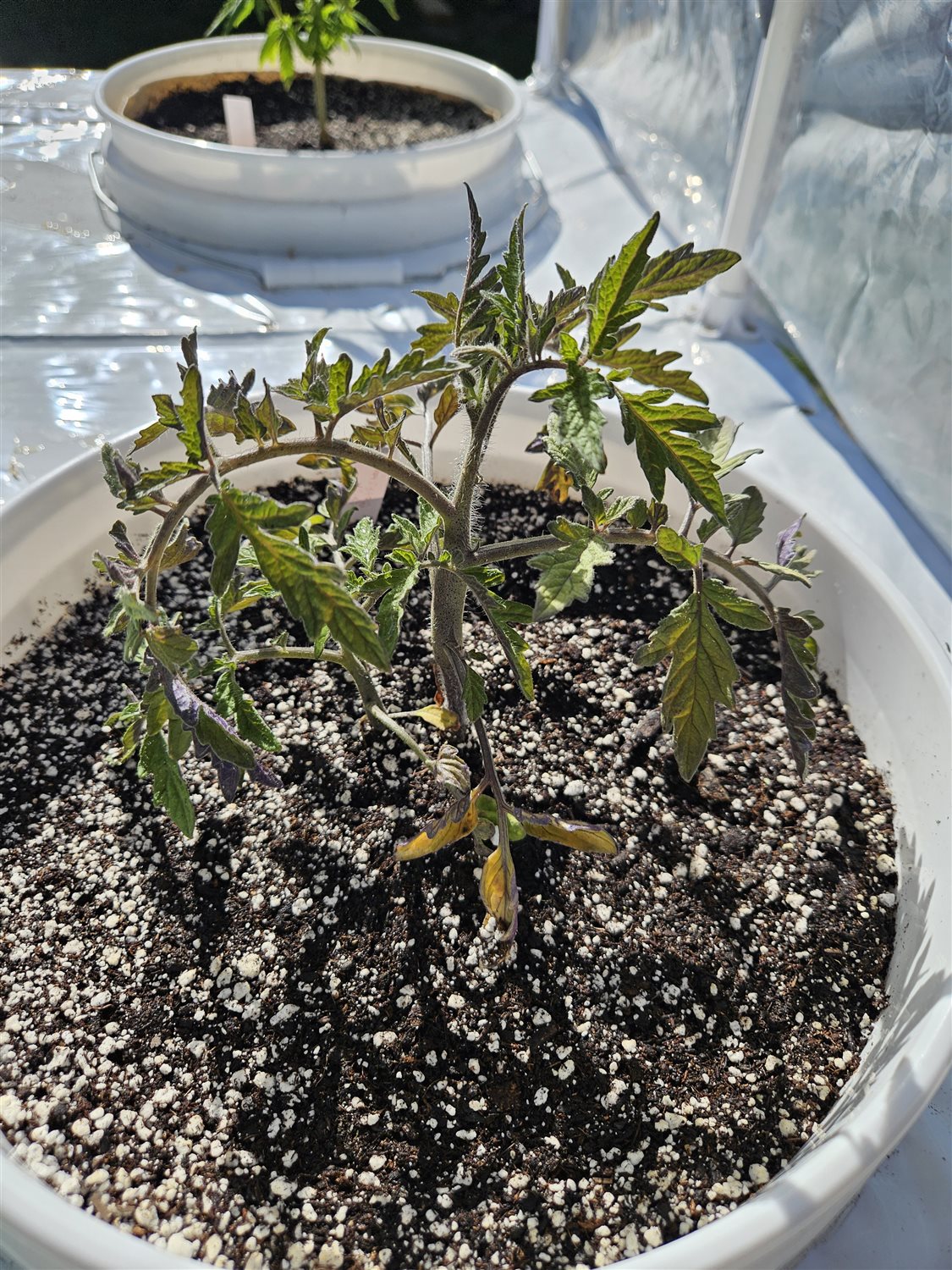 Plant Image