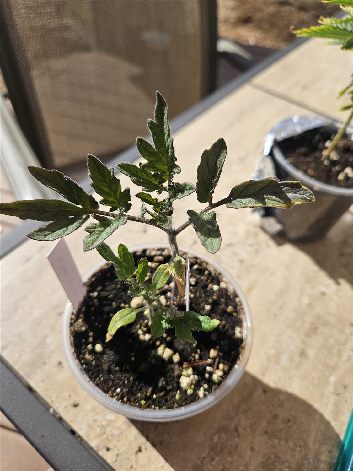 Plant Image