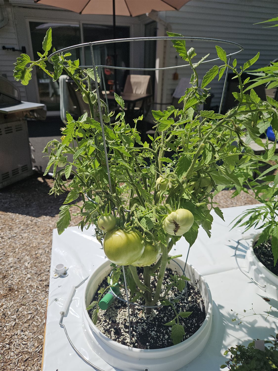 Z - Bush Beefsteak *TOMATO* plant photo