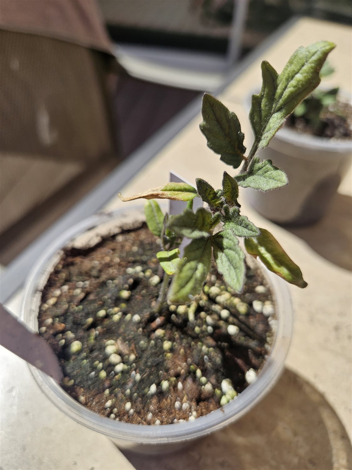 Plant Image