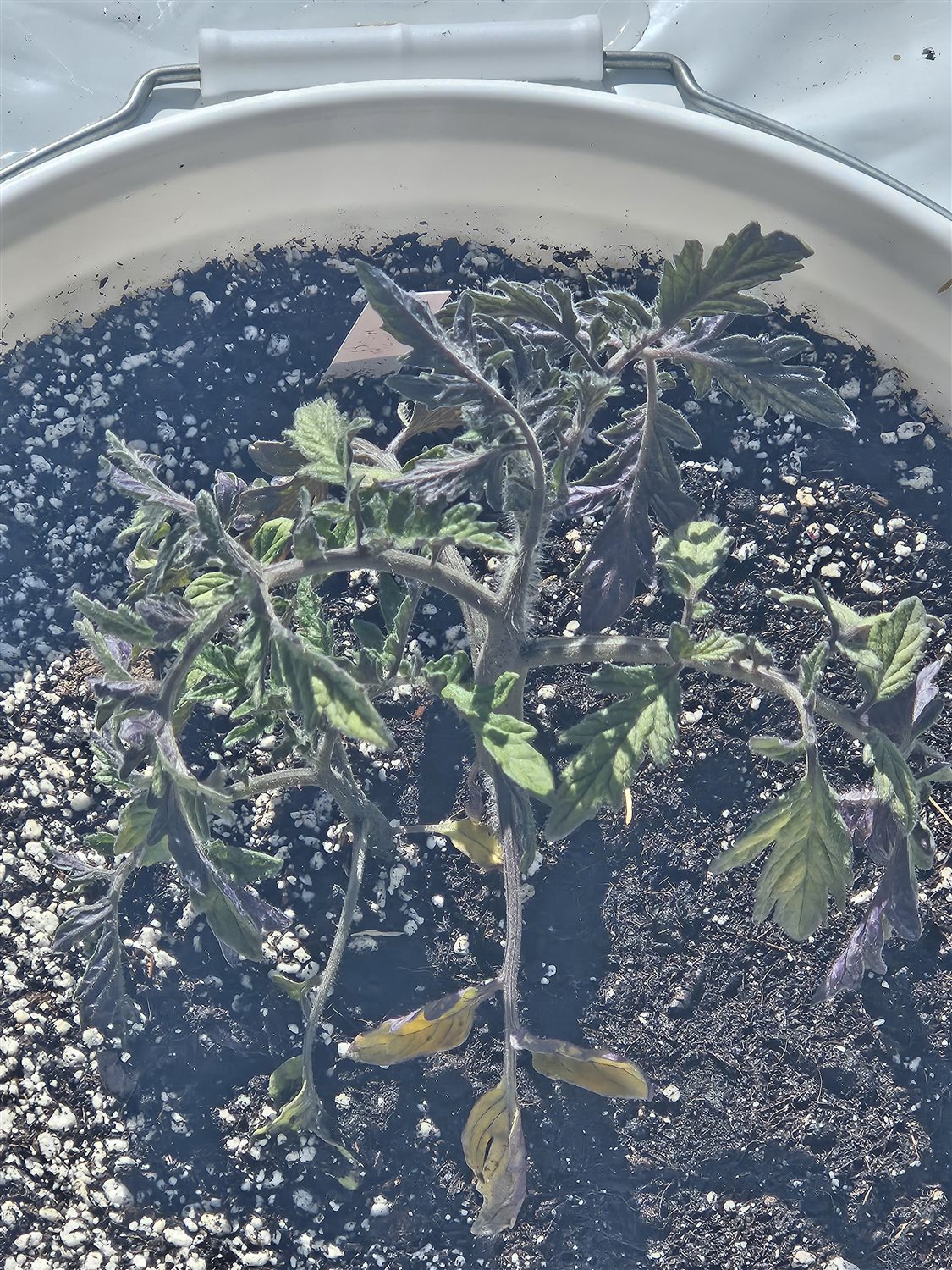 Plant Image