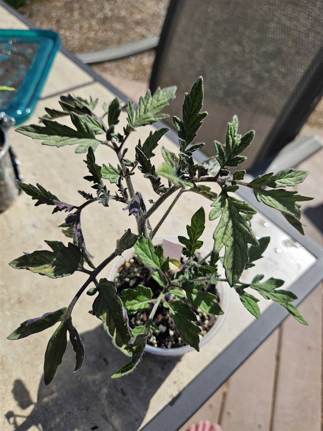 Plant Image