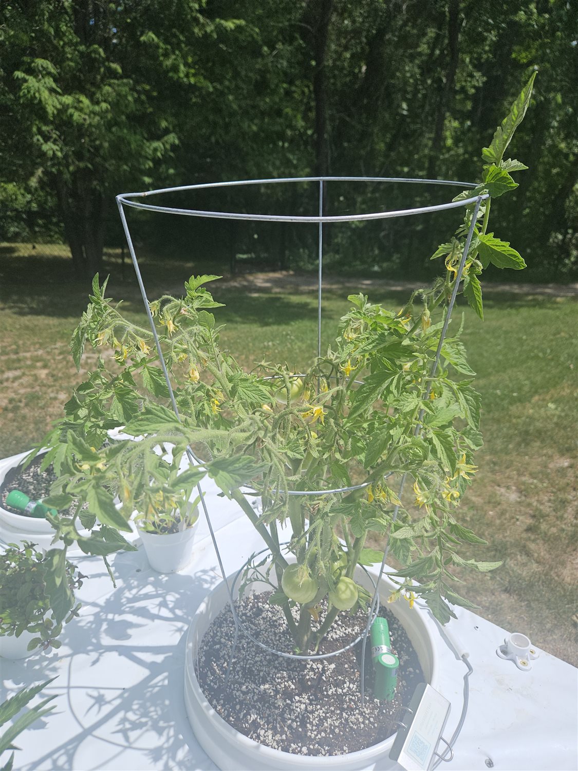 Z - Bush Beefsteak *TOMATO* plant photo