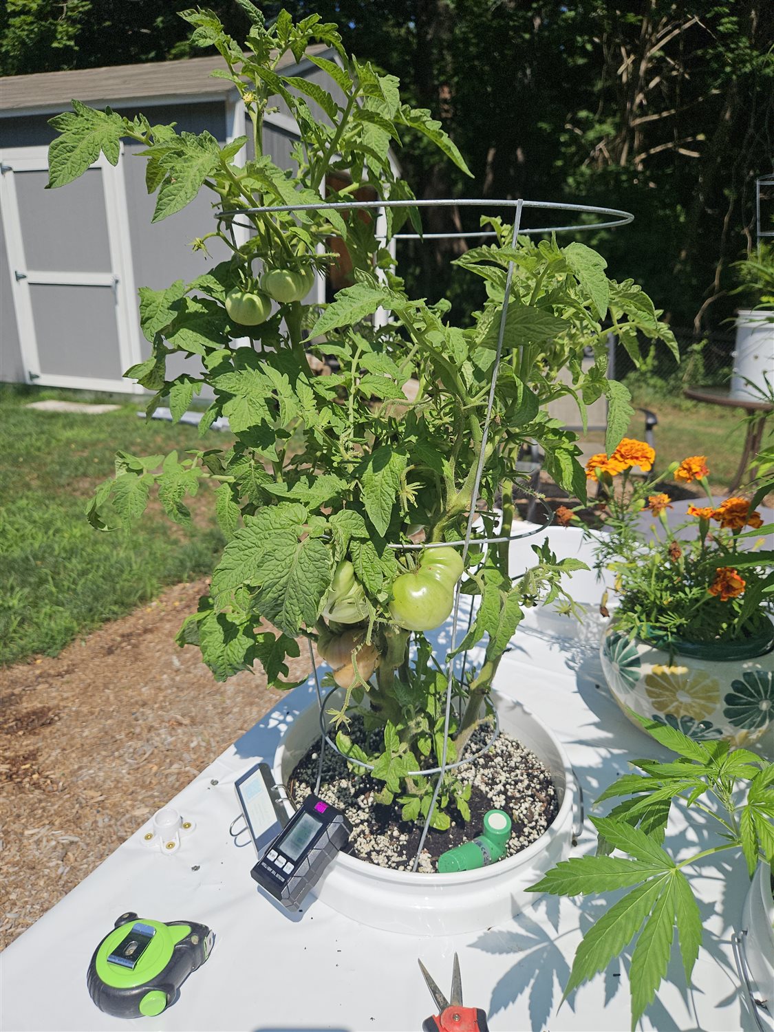 Z - Rosella Purple *TOMATO* plant photo