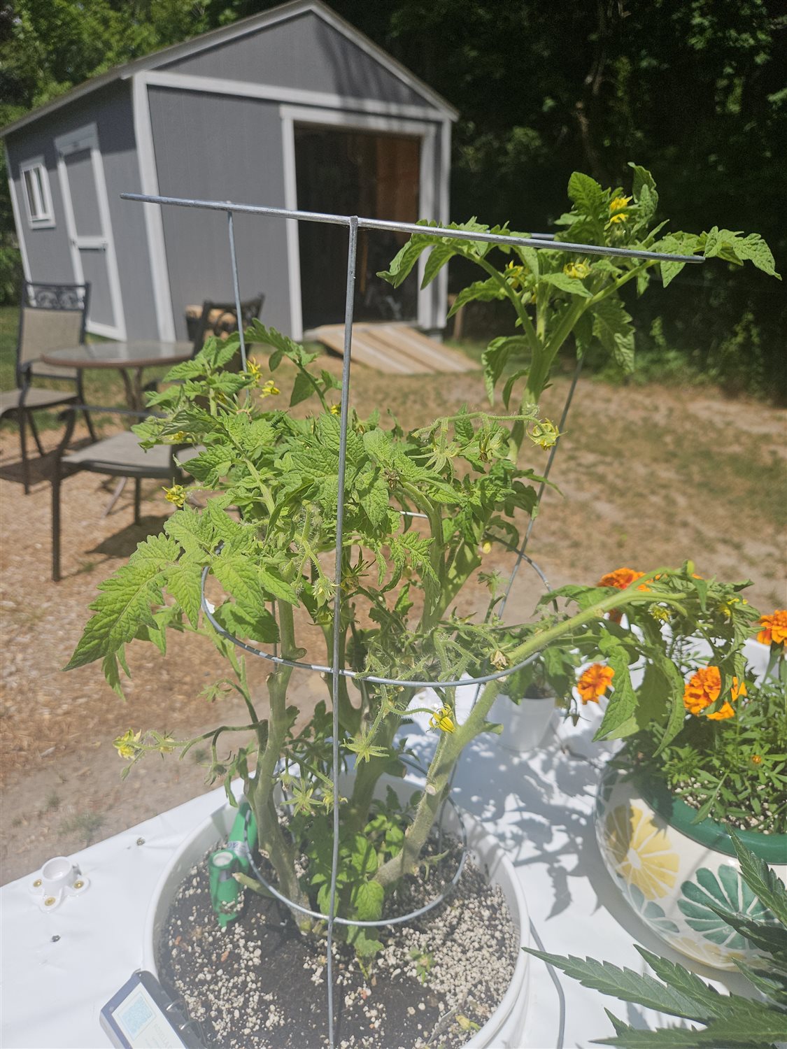 Z - Rosella Purple *TOMATO* plant photo