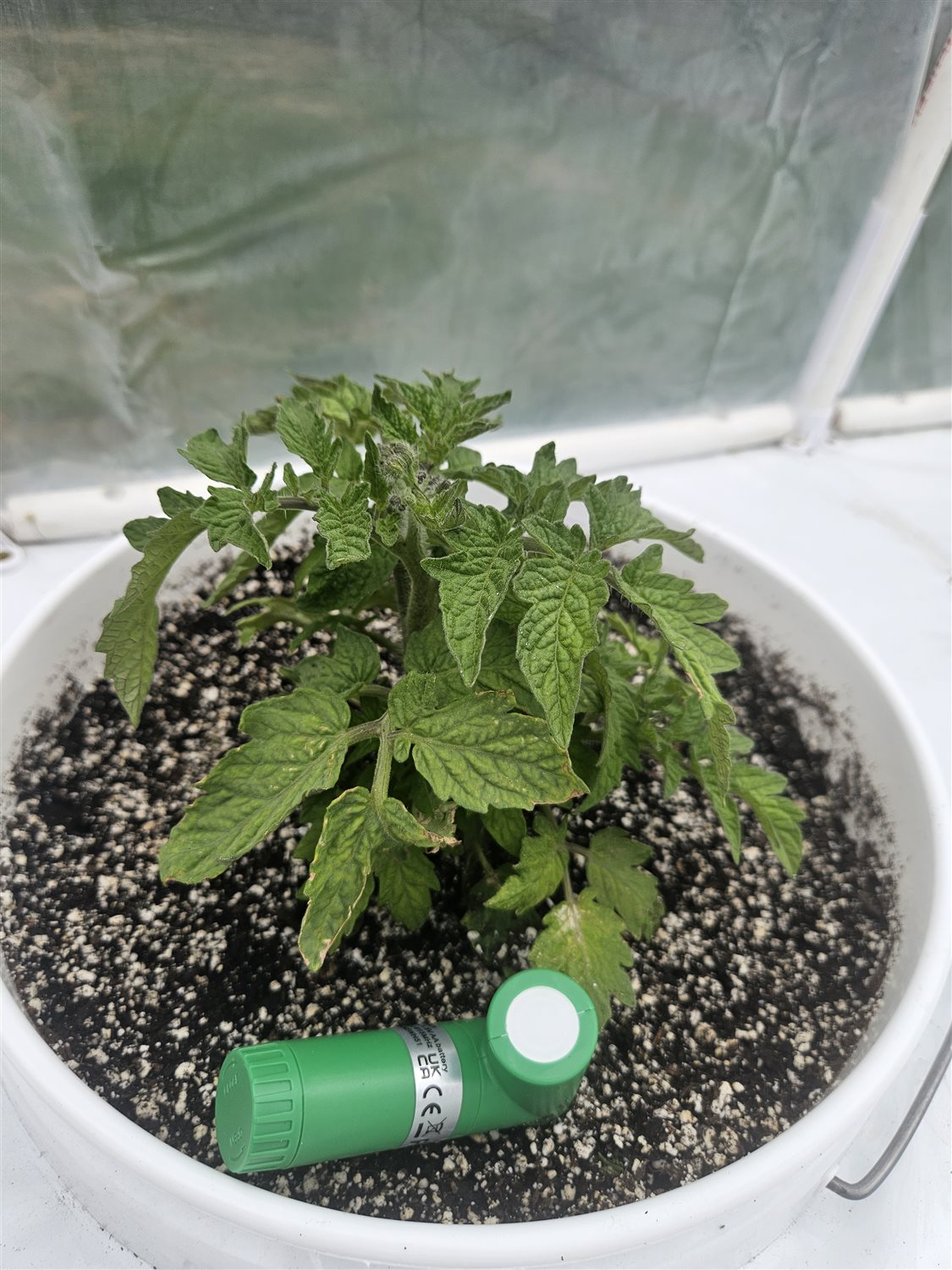 Featured Plant Image