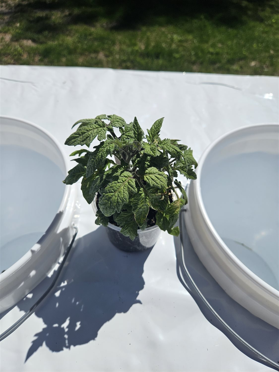 Plant Image