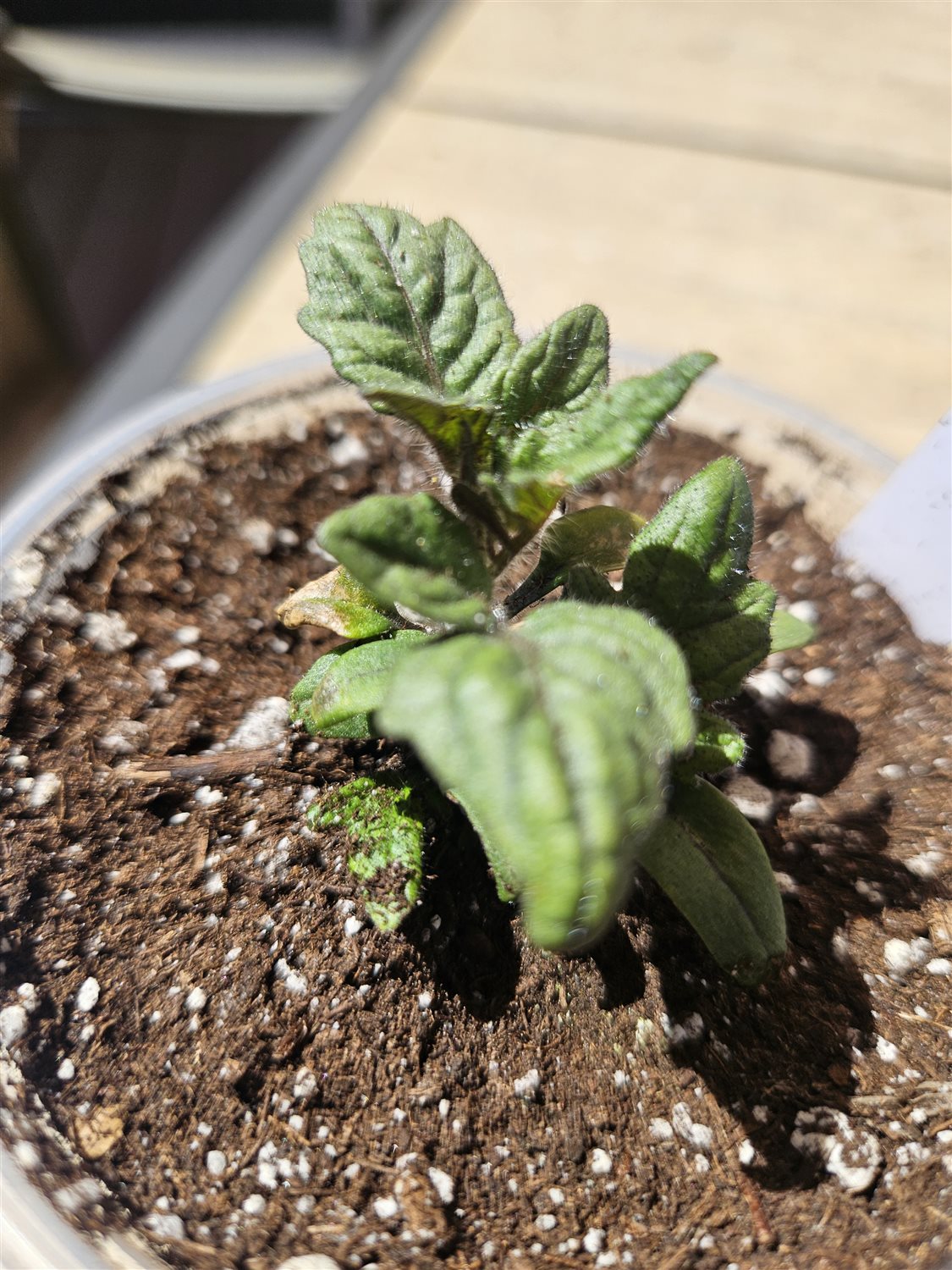Plant Image