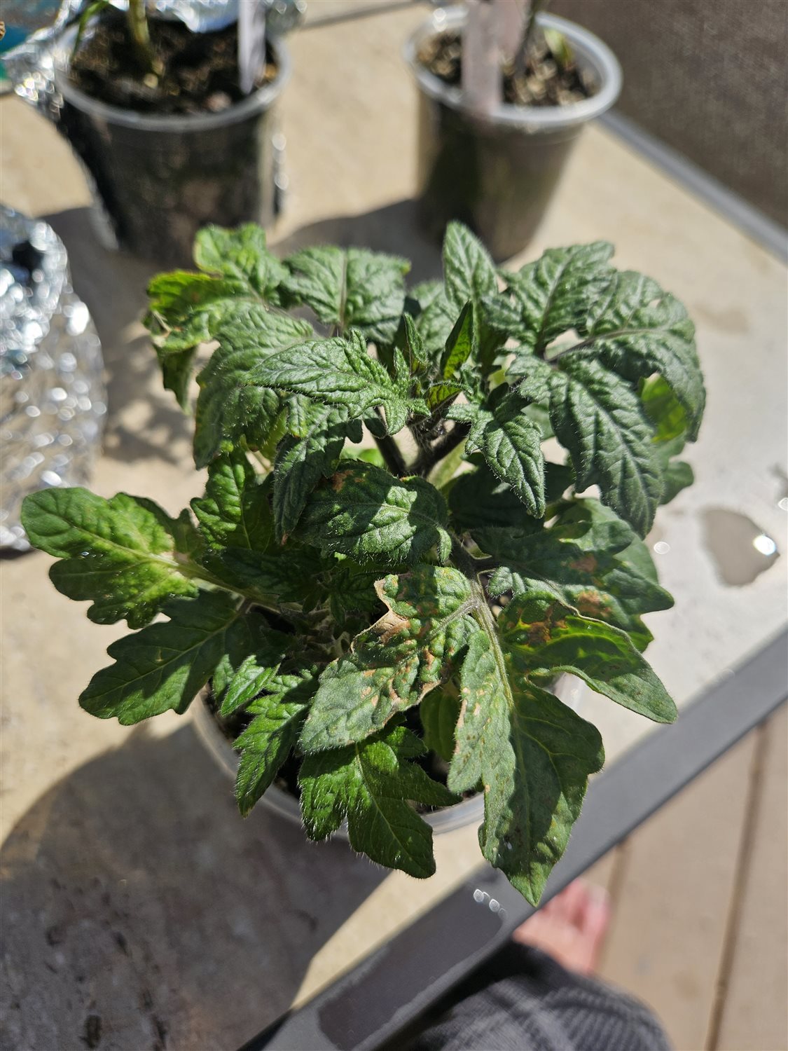 Plant Image