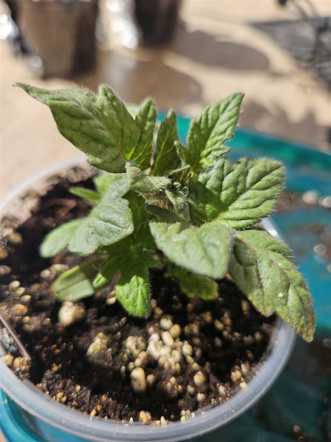 Plant Image