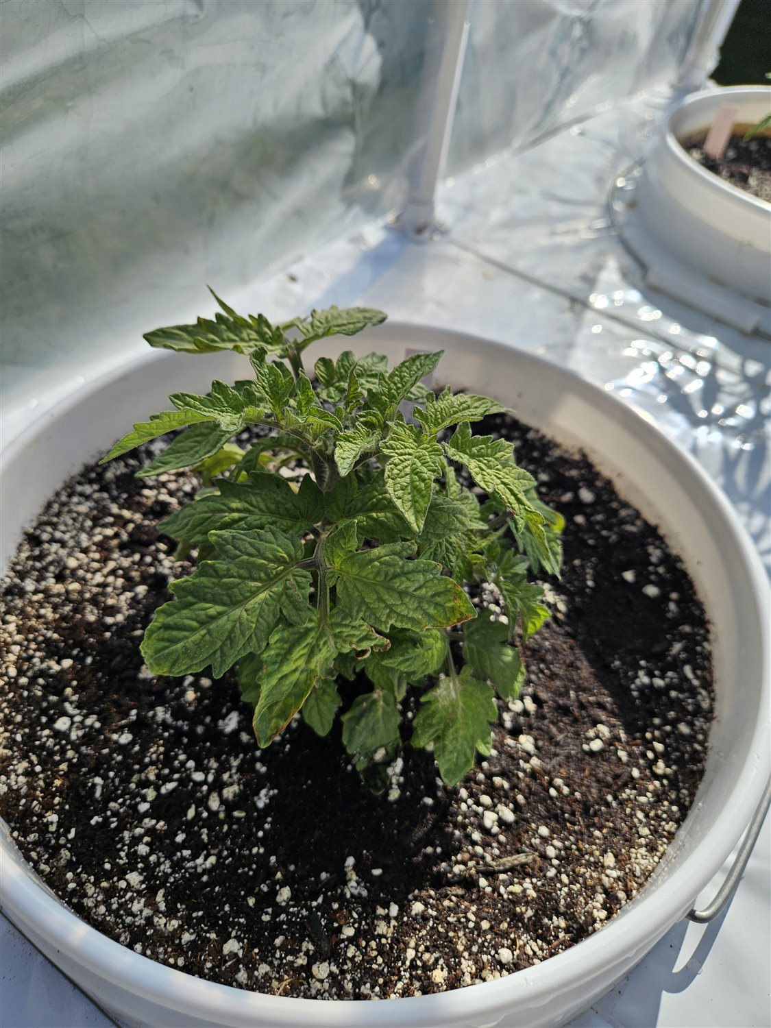 Plant Image