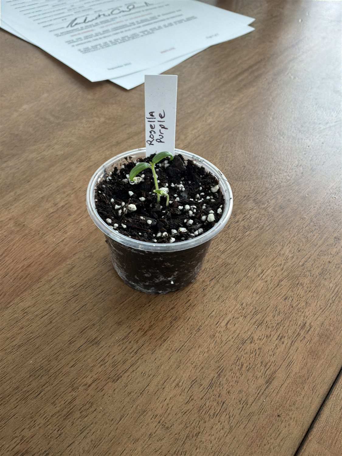 Plant Image