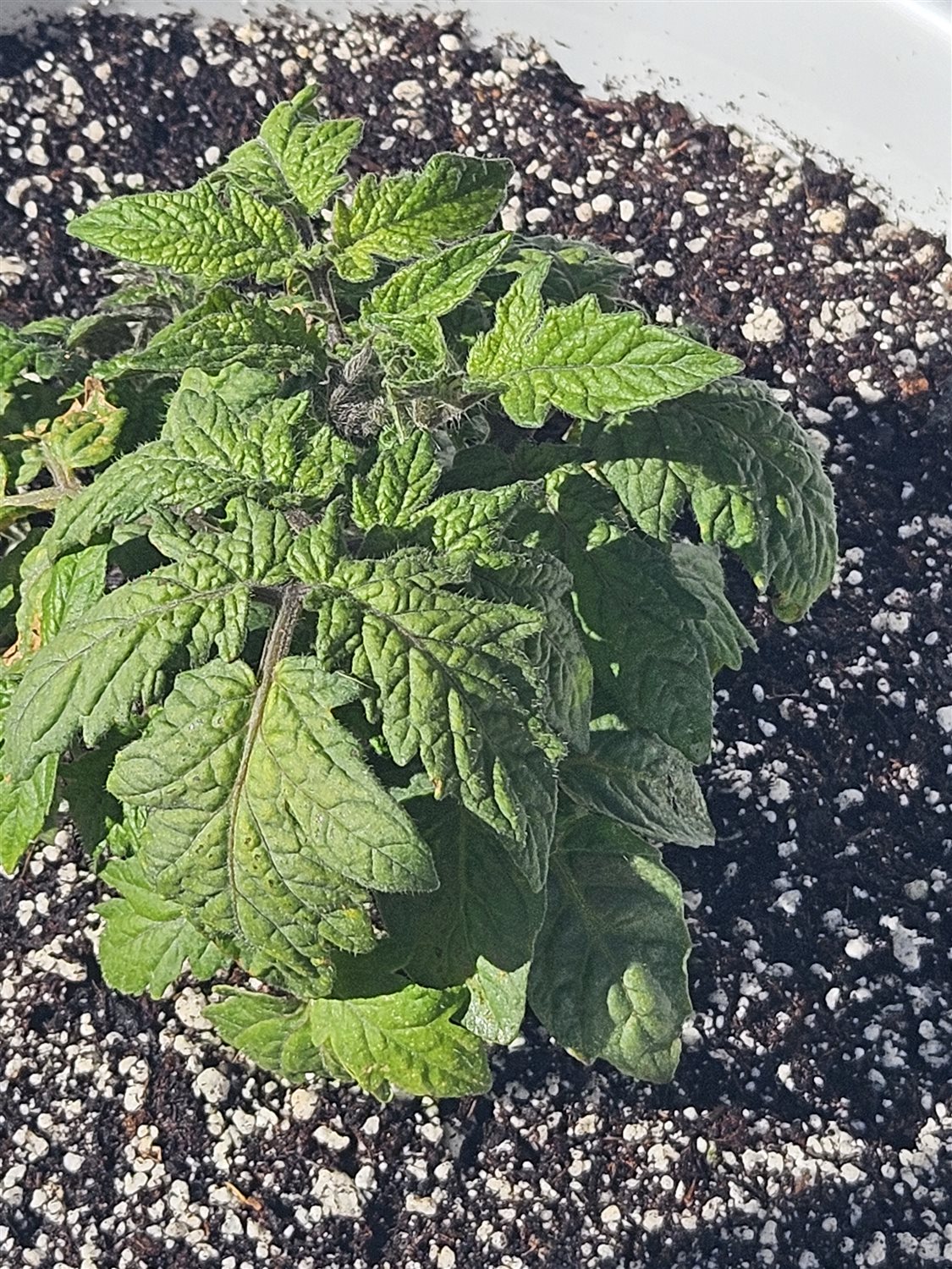 Plant Image