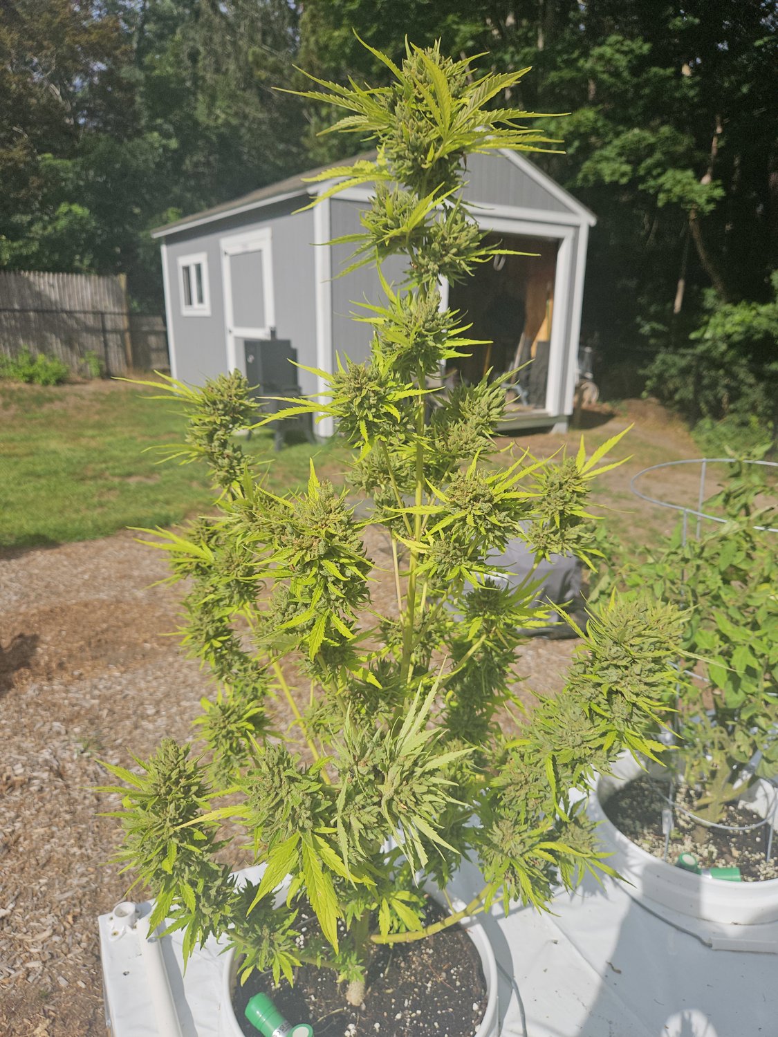 505 Headbanger plant photo