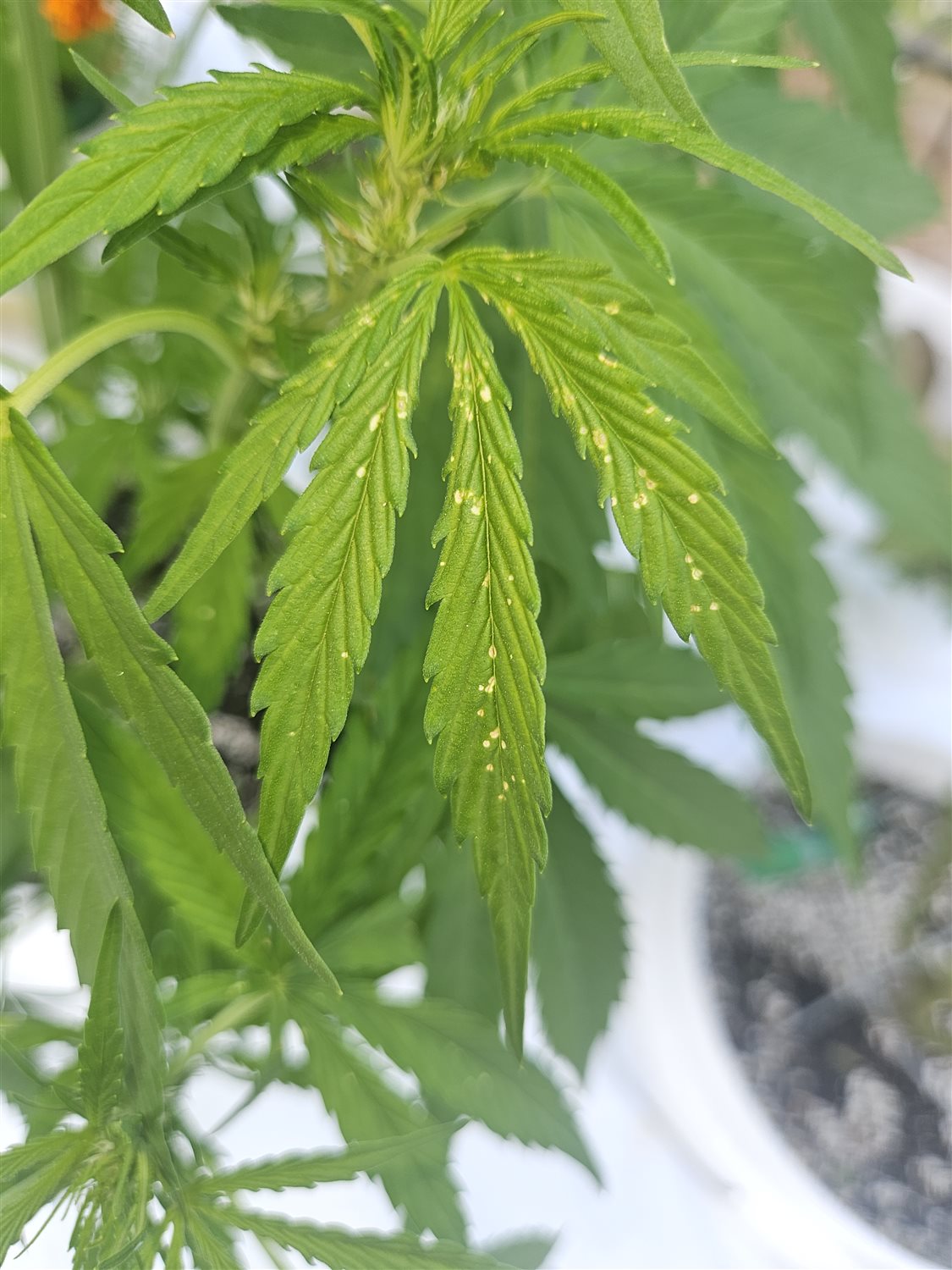 505 Headbanger plant photo