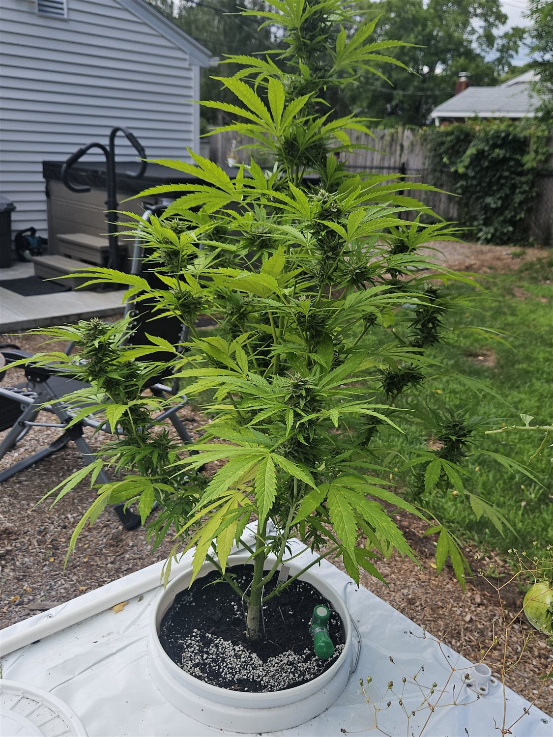 505 Headbanger plant photo