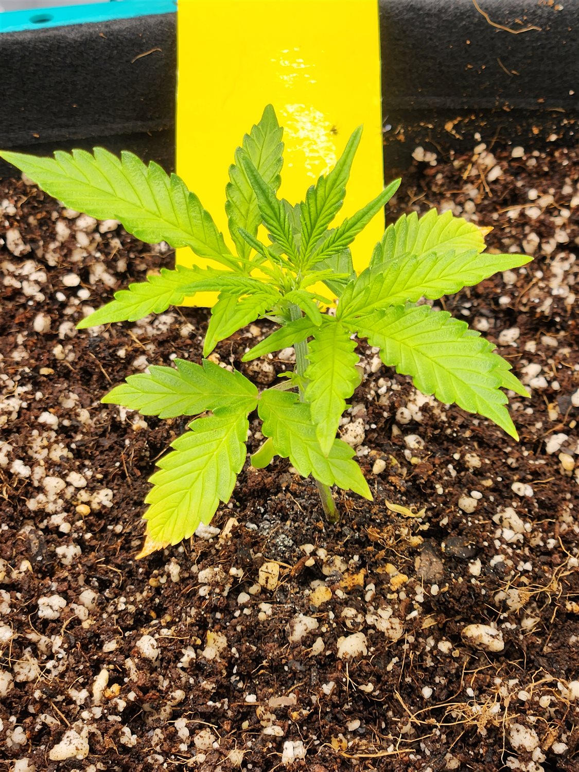 Featured Plant Image