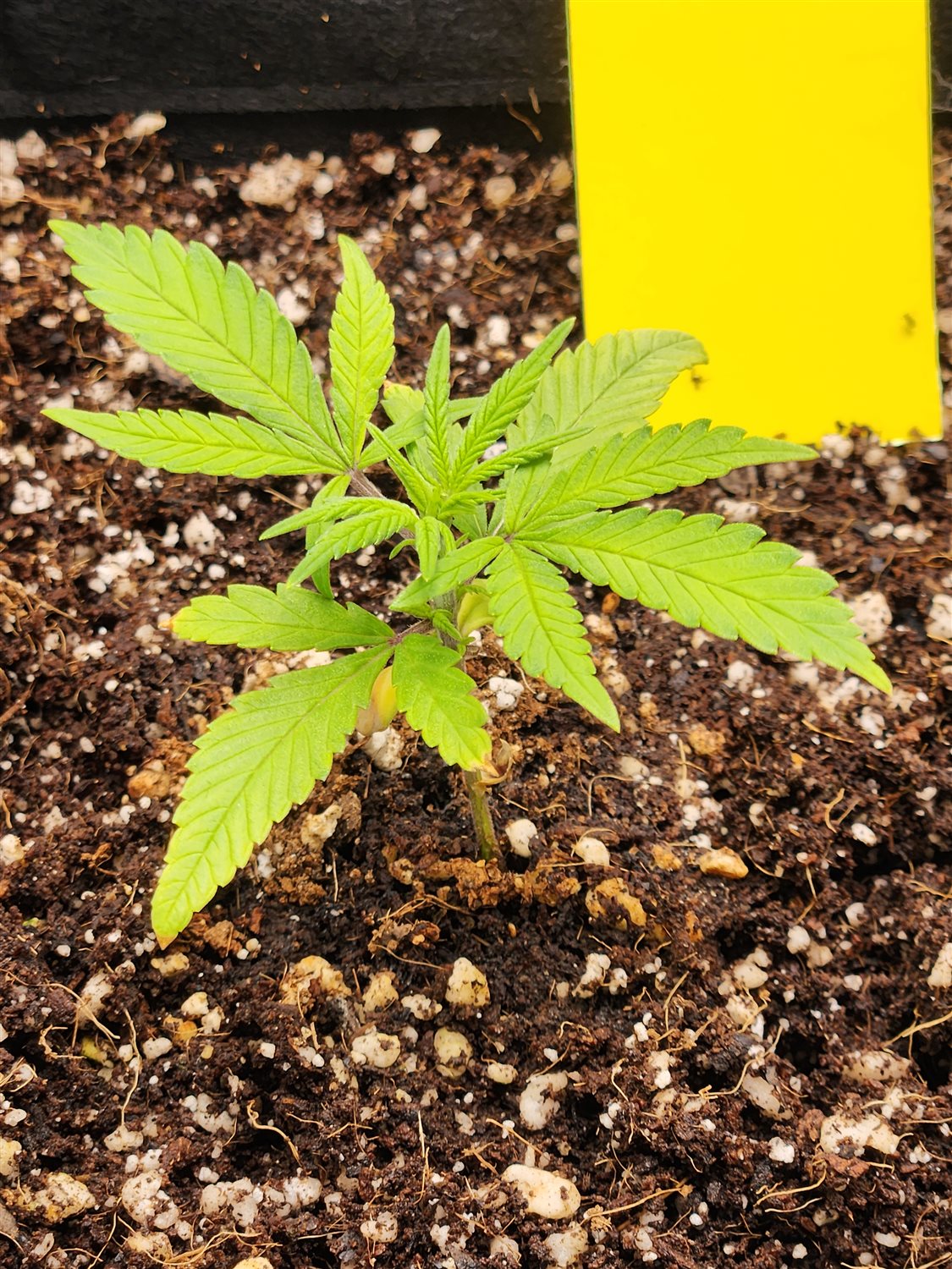 Featured Plant Image