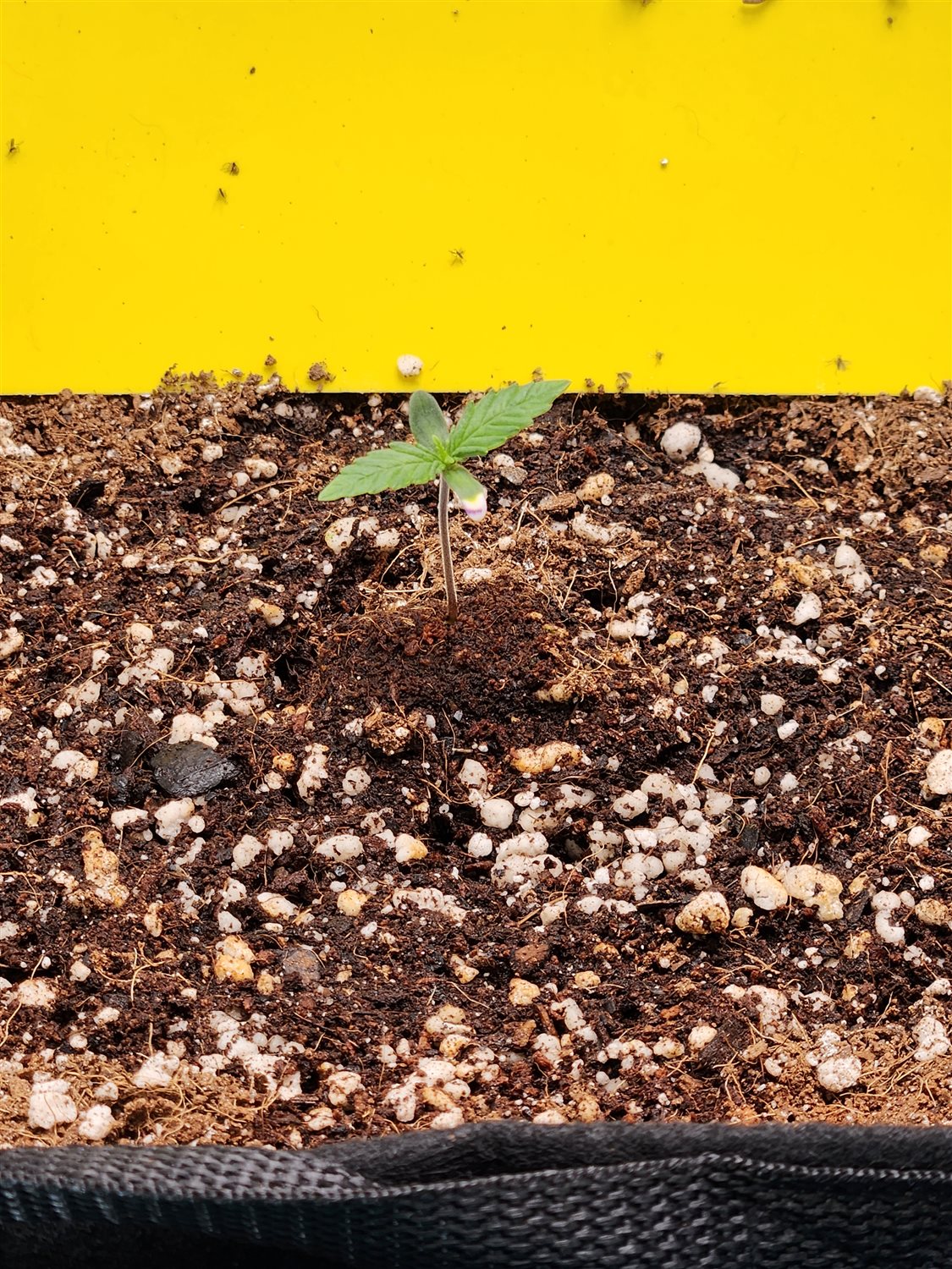 Plant Image