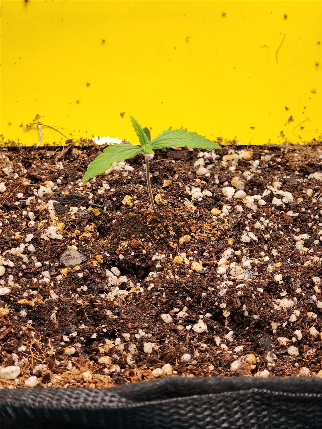 Plant Image