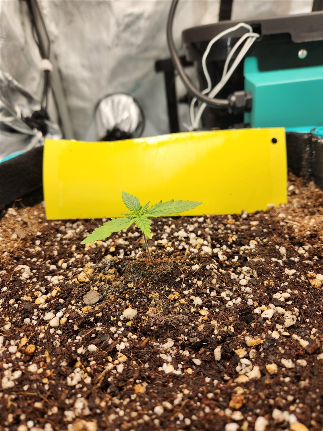 Featured Plant Image