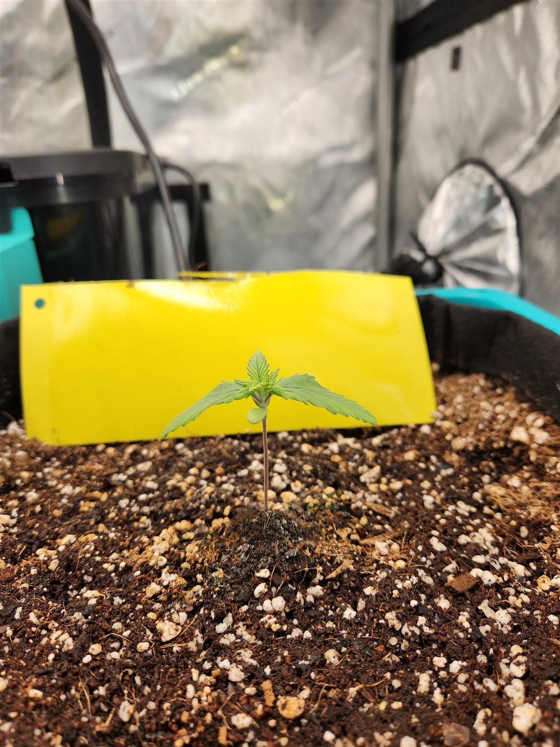 Featured Plant Image