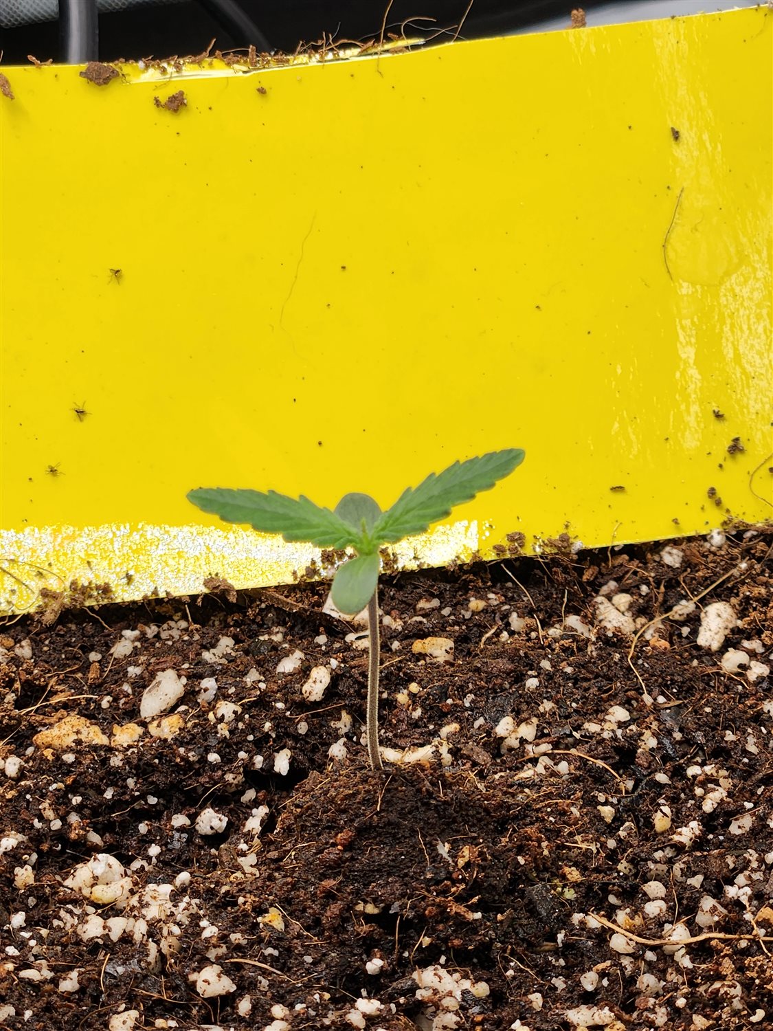 Plant Image