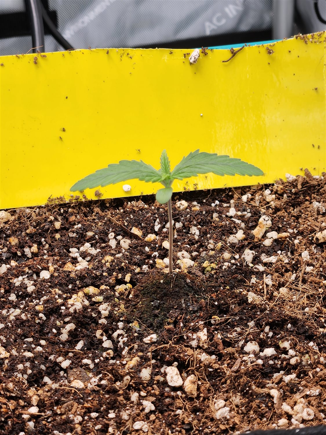 Plant Image