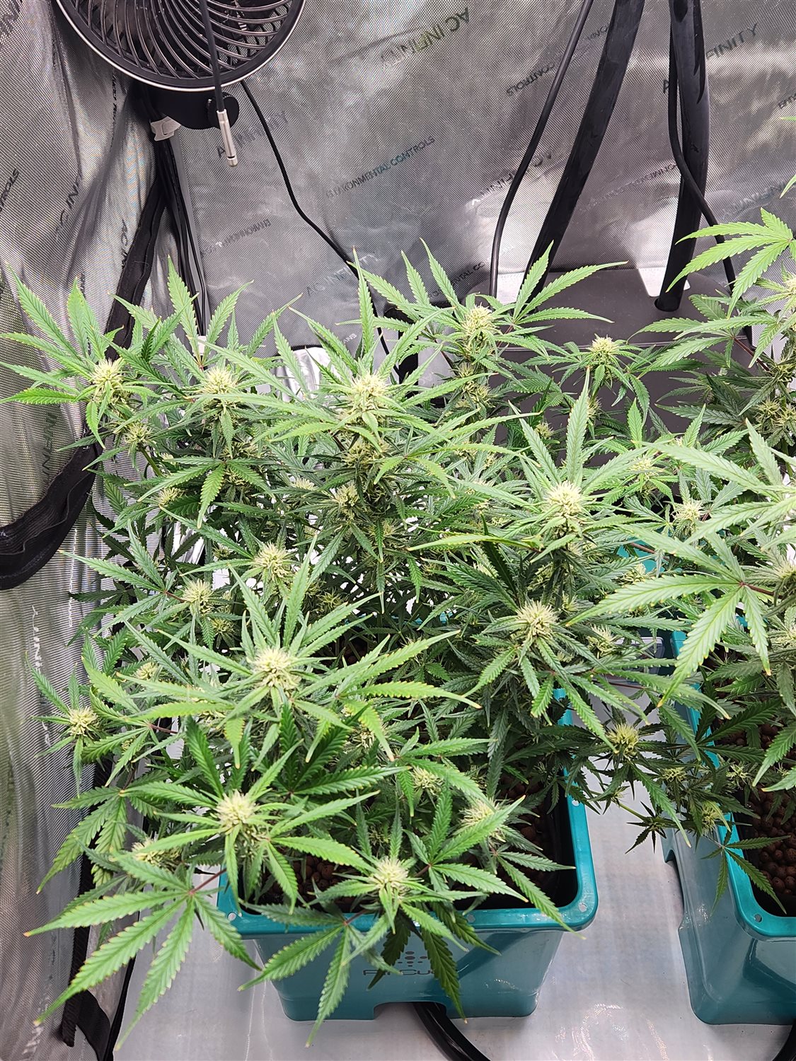 Sour Jealousy  plant image