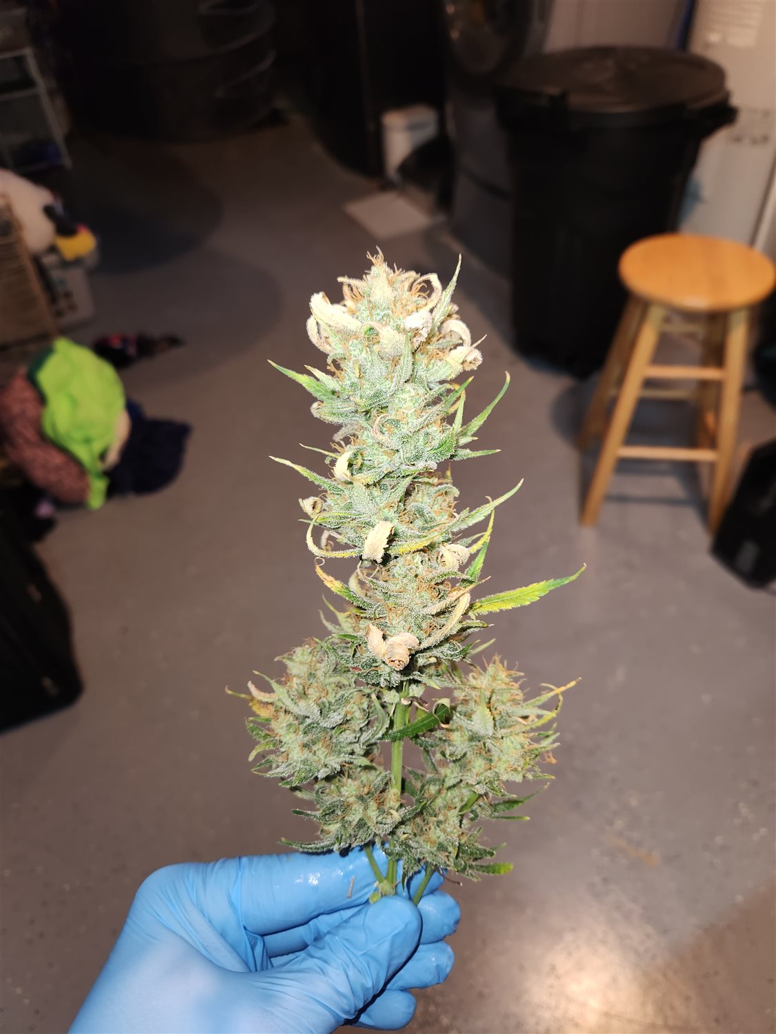 Sour Jealousy  plant photo