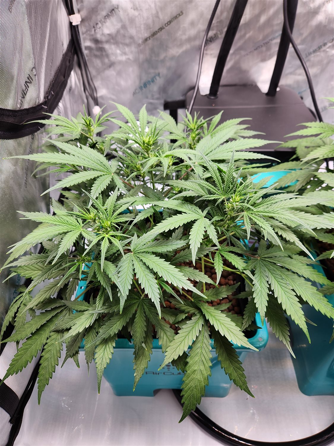 Sour Jealousy  plant photo