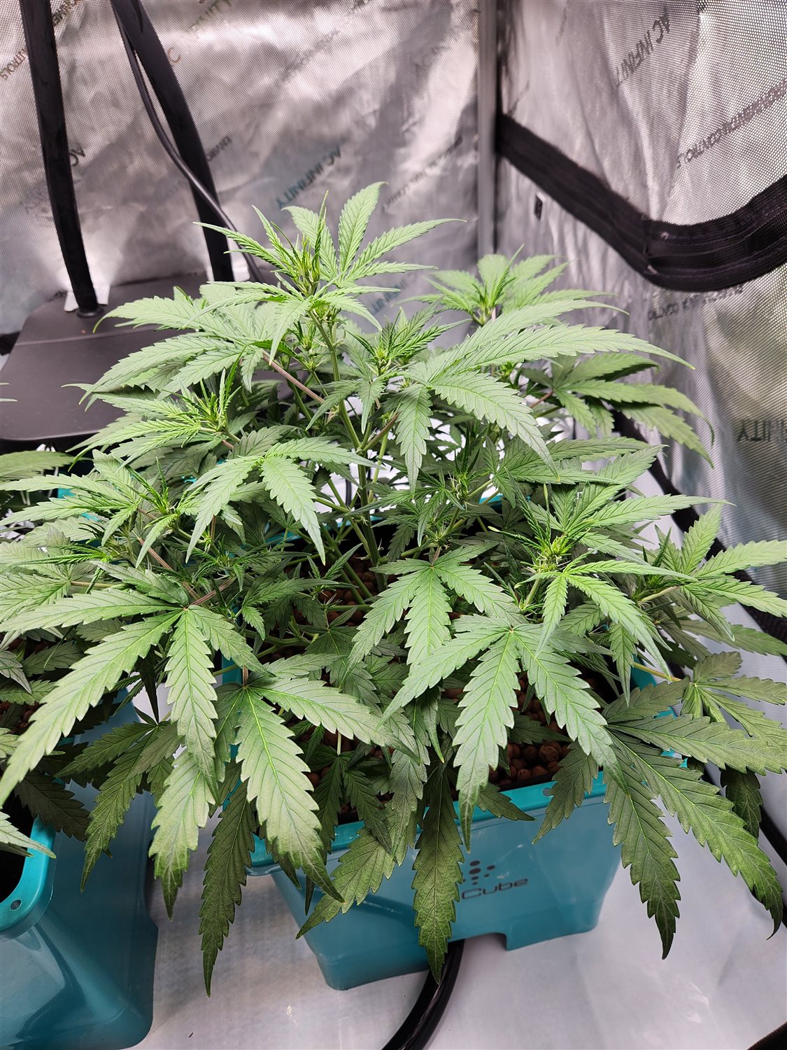 Sour Jealousy  plant photo