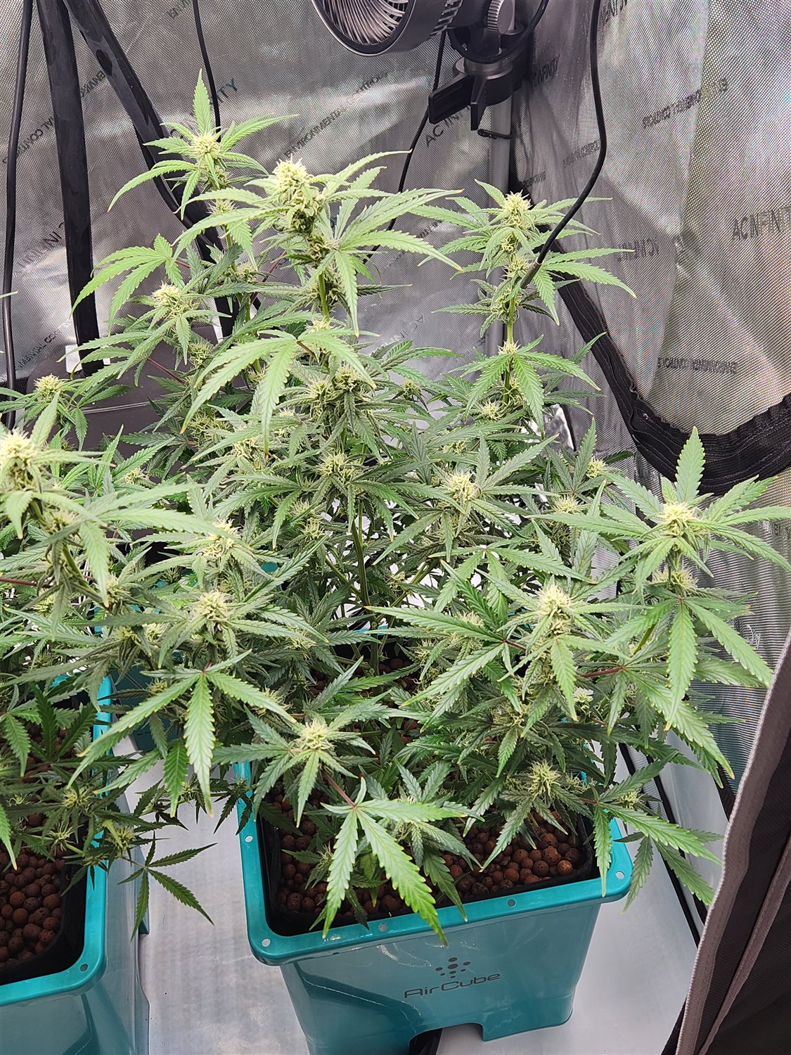 Sour Jealousy  plant image